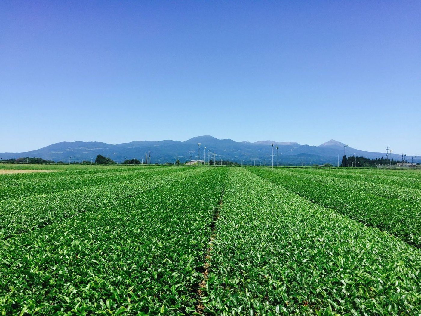 青空の下、まっすぐな畝の茶畑が広がり、その向こうに山なみが連なっています。